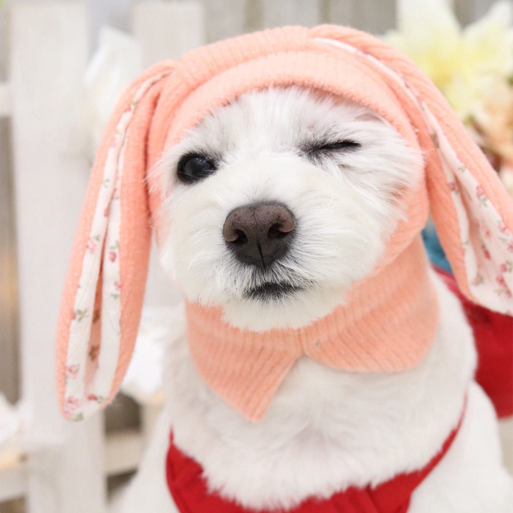 卒業犬ベラちゃんの近況♪